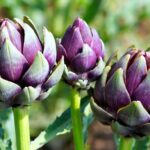 artichokes-6596182_1280