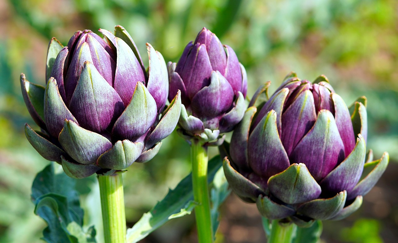 artichokes-6596182_1280