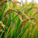 in-rice-field-2679153_1280