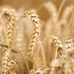 wheat-6536039_1280